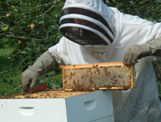 Beekeeping&nbsp;Equipments